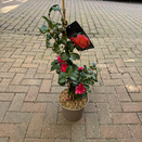 Camellia Sasanqua Bonanza - image 2
