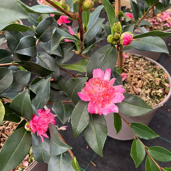 Camellia sasanqua Choji Guruma