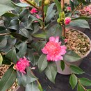 Camellia sasanqua Choji Guruma
