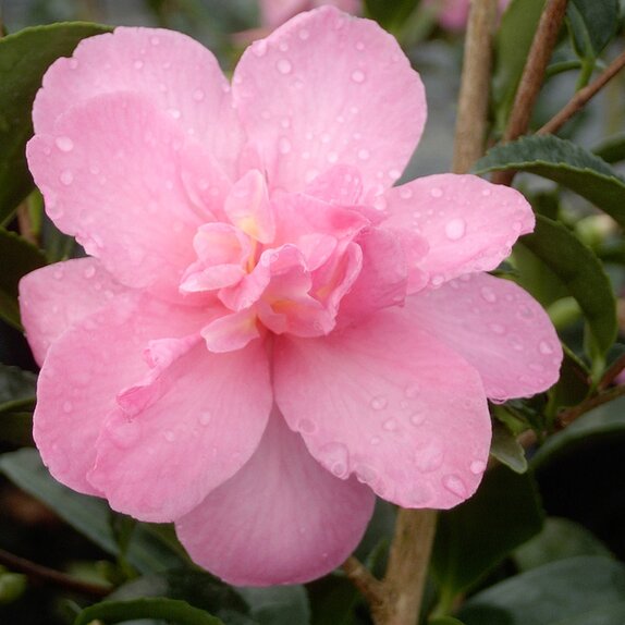 Camellia sasanqua Elfin rose