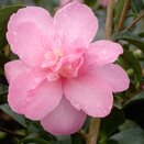 Camellia sasanqua Elfin rose