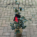 Camellia Sasanqua Hiryu 