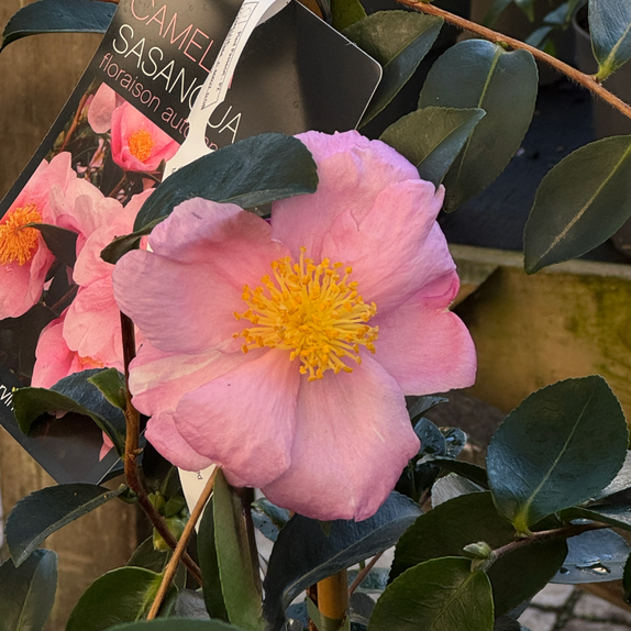 Camellia Sasanqua Plantation Pink - image 1