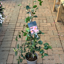 Camellia Sasanqua Plantation Pink - image 2