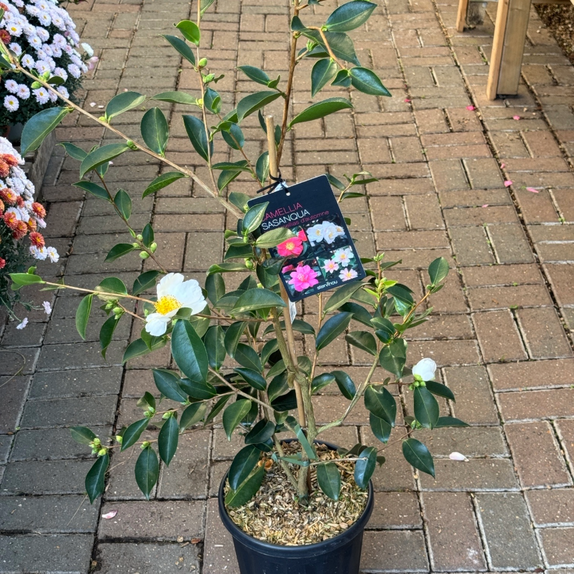 Camellia Sasanqua Terre-Adélie 