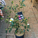 Camellia Sasanqua Terre-Adélie 