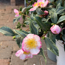Camellia Sasanqua Variegata  - image 1