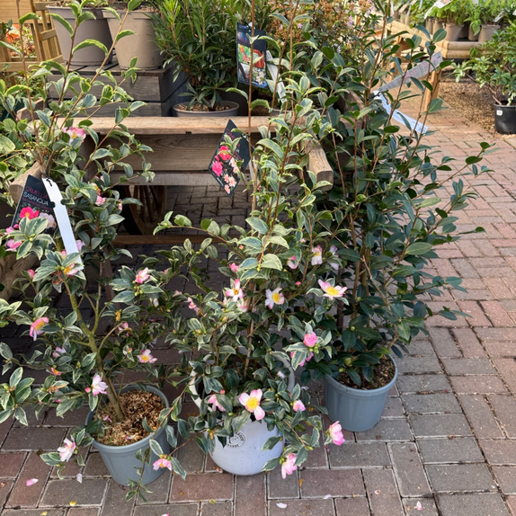 Camellia Sasanqua Variegata  - image 2