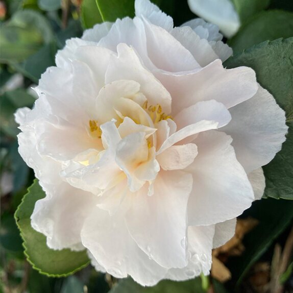 Camellia sasanqua Waterfall white