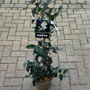 Camellia Sasanqua Yoimachi
