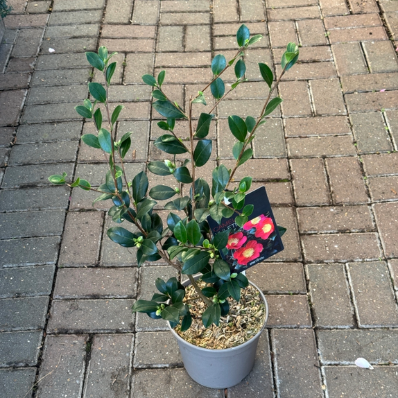 Camellia Sasanqua Yuletide