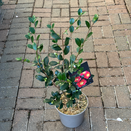 Camellia Sasanqua Yuletide
