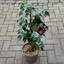 Camellia Sasanqua Yume