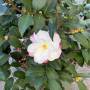 Camellia Versicolor - image 1