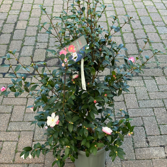 Camellia Versicolor - image 2