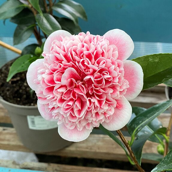 Camellia Volunteer