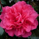 Camellia x williamsii Anticipation