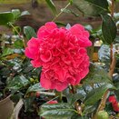 Camellia x williamsii Anticipation