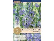 Cammasia Leichtlinii Caerulea
