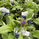 Campanula Genti Blue