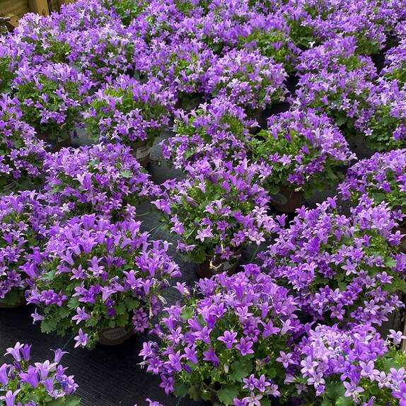 Campanula Porto Longlife