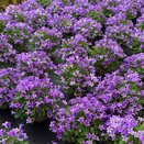 Campanula Porto Longlife