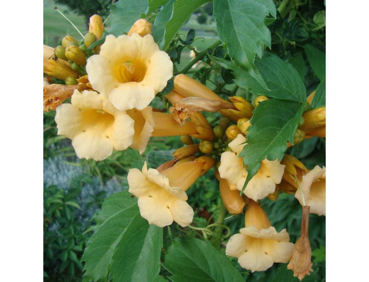 Campsis radicans Flava