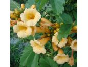 Campsis radicans Flava