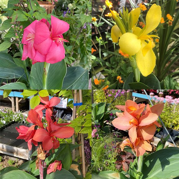 Canna Cannova in varieties