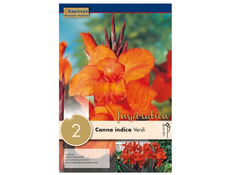 Canna Indica Verdi