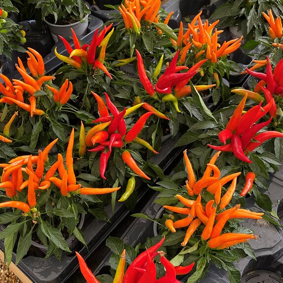 Capsicum annuum HupHup mixed