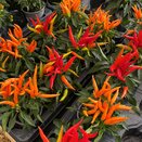Capsicum annuum HupHup mixed