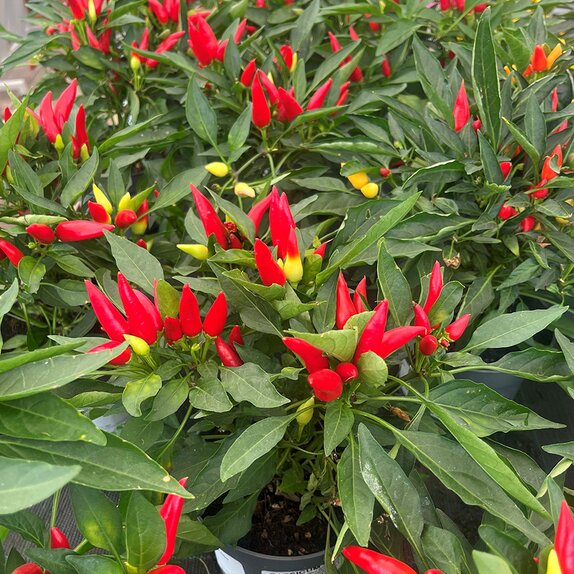 Capsicum Joker