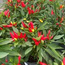 Capsicum Joker
