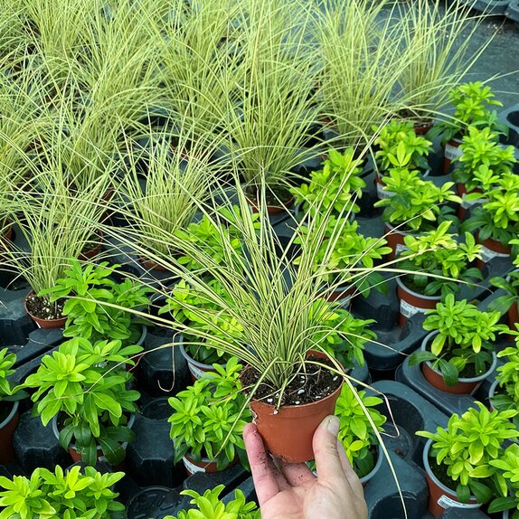 Carex brunnea Jenneke 8cm pot