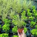 Carex brunnea Jenneke 8cm pot