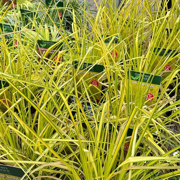 Carex elata Aurea 
