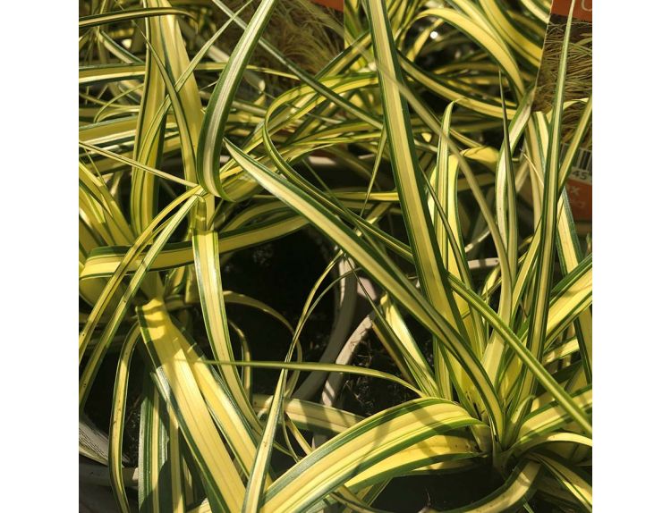 Carex Evergold 11cm pot