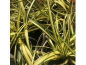 Carex Evergold 11cm pot
