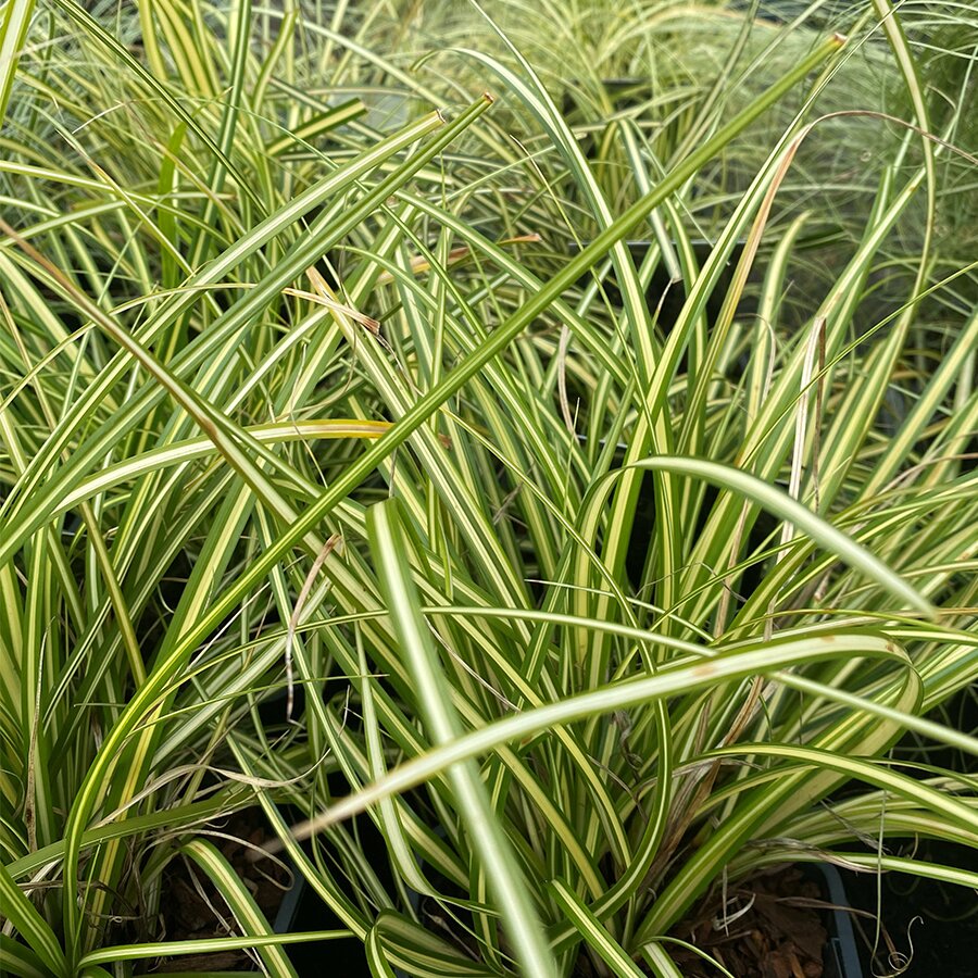 Carex Evergold Knights Garden Centres
