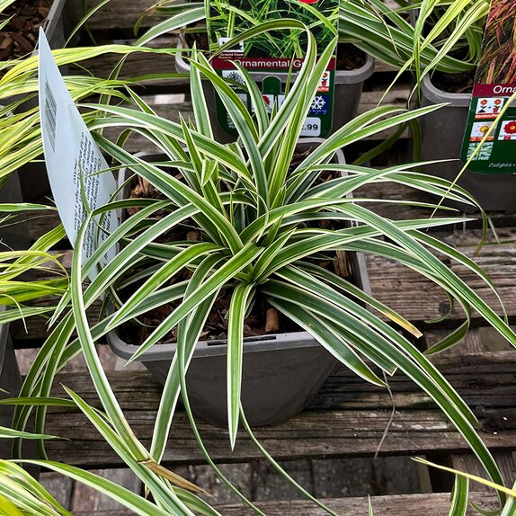 Carex morrowii 'Ice Dance'