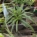 Carex morrowii 'Ice Dance'