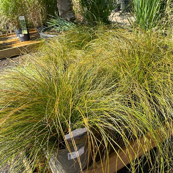 Carex testacea