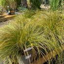 Carex testacea