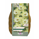 Carripack - Narcissi Binkie