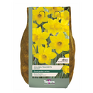 Carripack - Narcissi Golden Trumpets