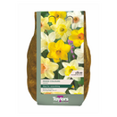 Carripack - Narcissi Mixed Colours