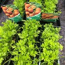 Carrot Baby Round Atlas 15cm Strip of Seedlings