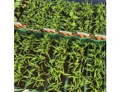 Carrot Chantenay Red Cored 15cm Strip of Seedlings