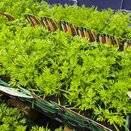 Carrot Rainbow Mixed 15cm Strip of Seedlings